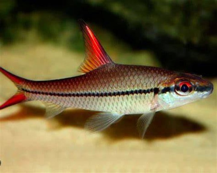 Red Fin