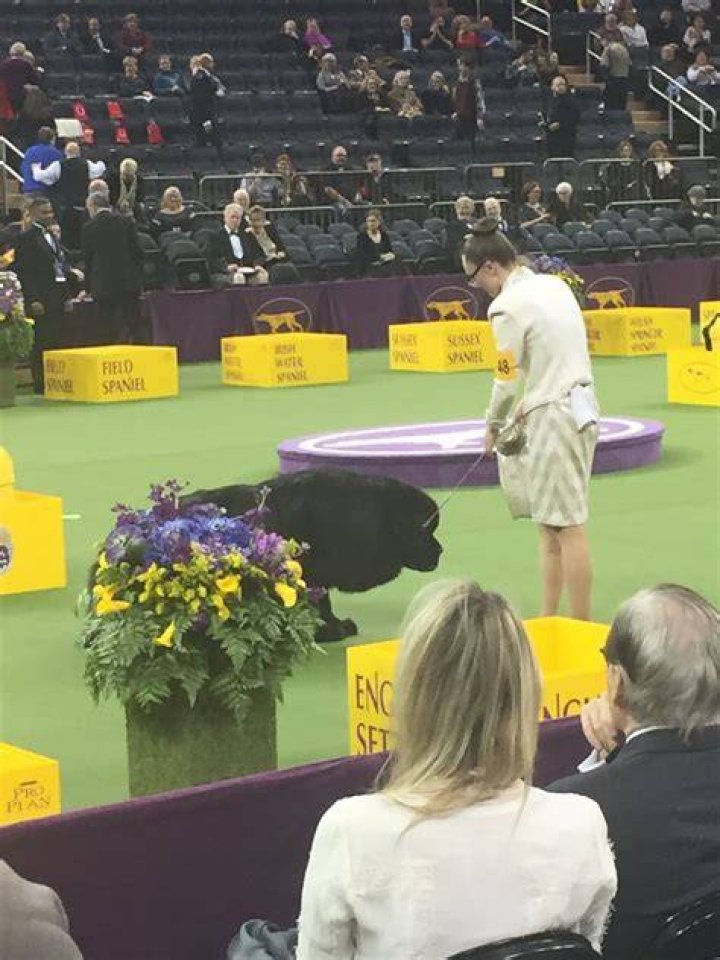 westminster-dog-show-2